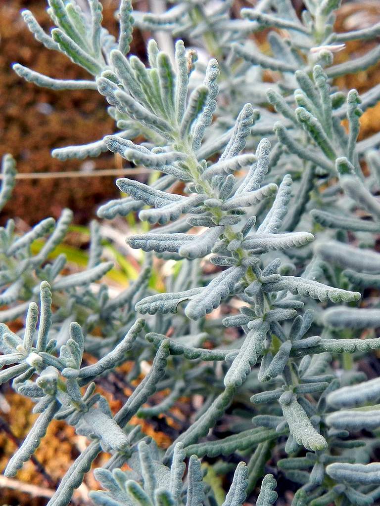 Teucrium capitatum